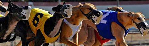 off track betting greyhounds.